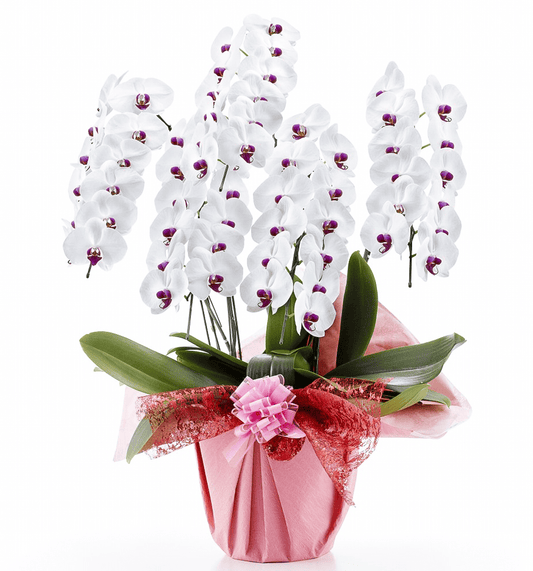 【大輪胡蝶蘭】WEB限定|白赤リップ5本立ち60輪前後