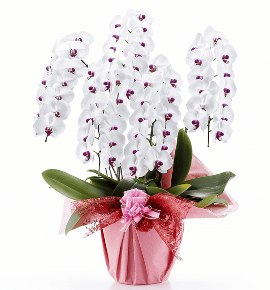 【大輪胡蝶蘭】WEB限定|白赤リップ5本立ち65輪前後