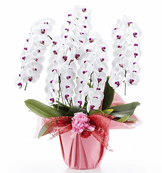 【大輪胡蝶蘭】WEB限定|白赤リップ5本立ち70輪前後