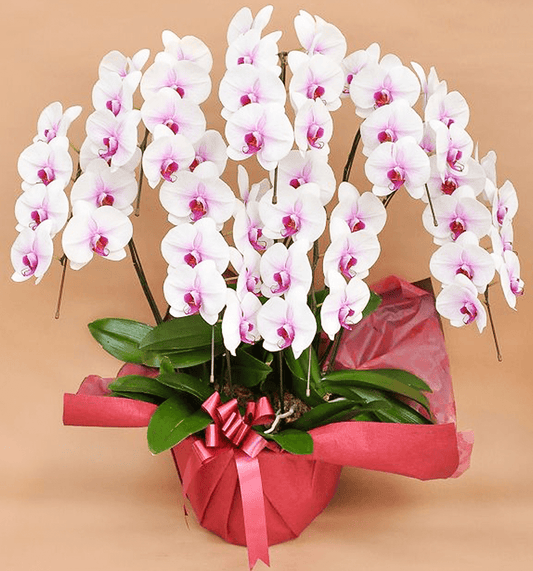 【大輪胡蝶蘭】WEB限定|白赤リップ7本立ち49輪前後