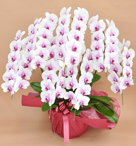 【大輪胡蝶蘭】WEB限定|白赤リップ7本立ち56輪前後