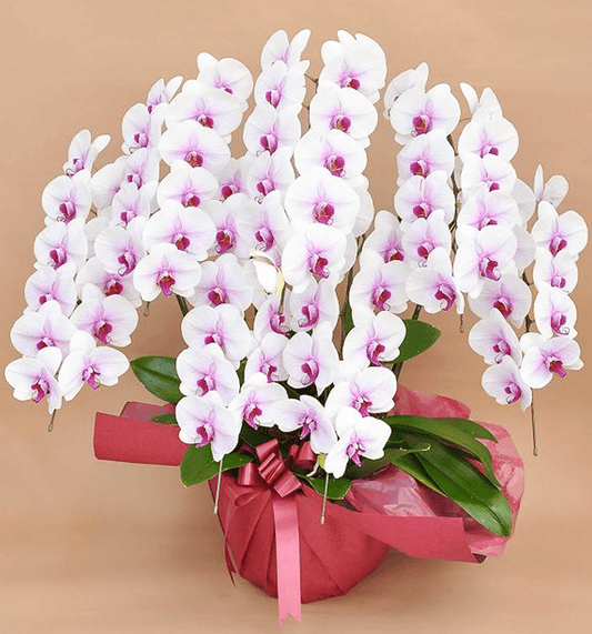 【大輪胡蝶蘭】WEB限定|白赤リップ7本立ち77輪前後