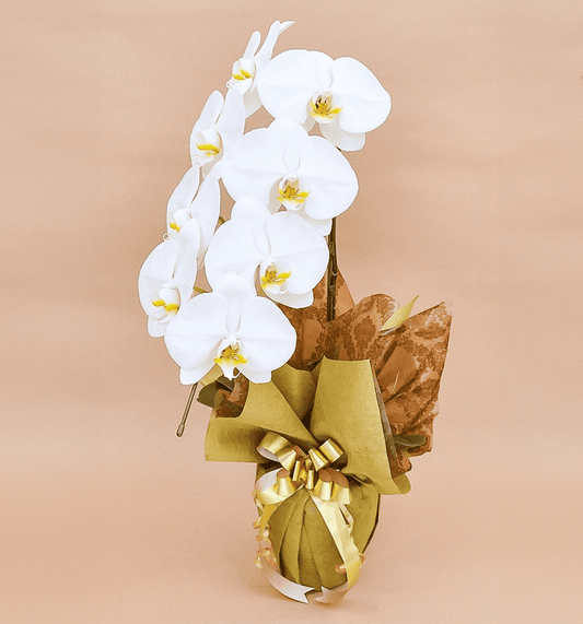 【大輪胡蝶蘭】WEB限定|白1本立ち7輪前後