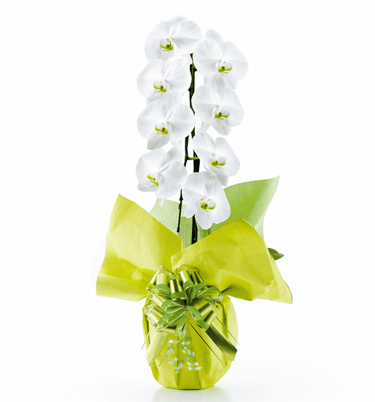 【大輪胡蝶蘭】WEB限定|白1本立ち8輪前後