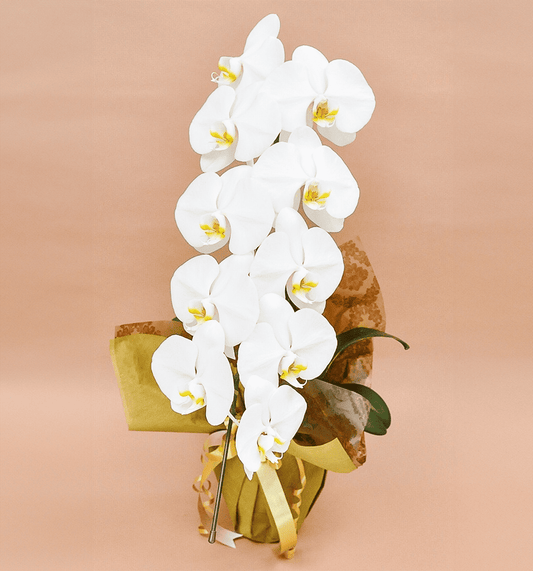 【大輪胡蝶蘭】WEB限定|白1本立ち9輪前後