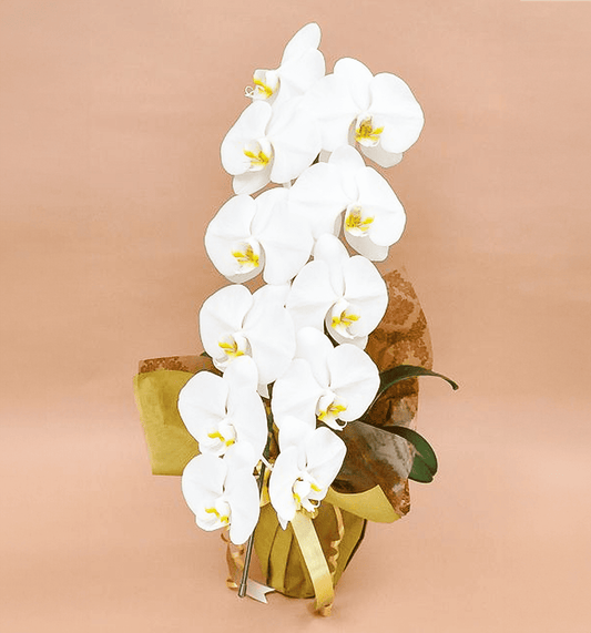 【大輪胡蝶蘭】WEB限定|白1本立ち11輪前後