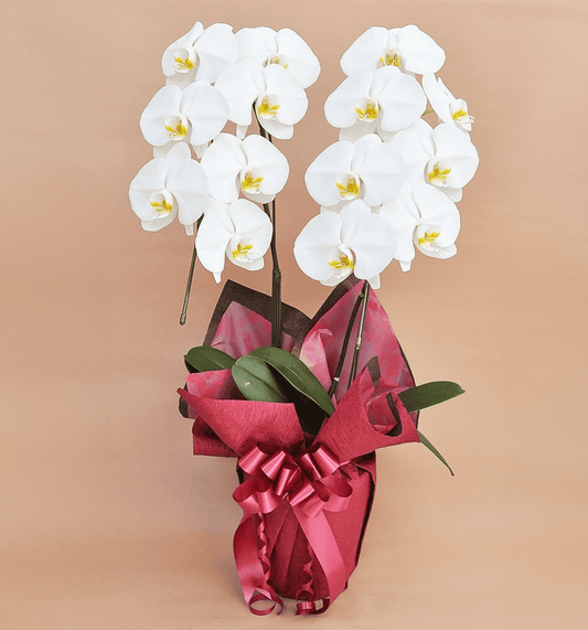 【大輪胡蝶蘭】WEB限定|白2本立ち14輪前後