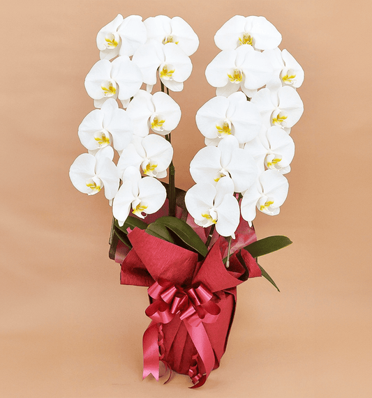 【大輪胡蝶蘭】WEB限定|白2本立ち18輪前後