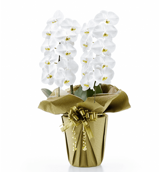 【大輪胡蝶蘭】WEB限定|白2本立ち20輪前後