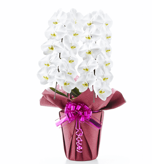 【大輪胡蝶蘭】WEB限定|白2本立ち22輪前後