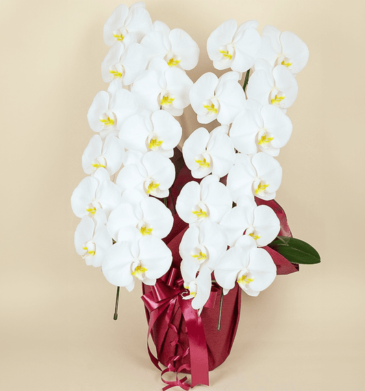 【大輪胡蝶蘭】WEB限定|白2本立ち24輪前後