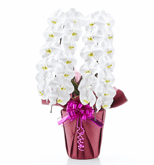 【大輪胡蝶蘭】WEB限定|白2本立ち26輪前後