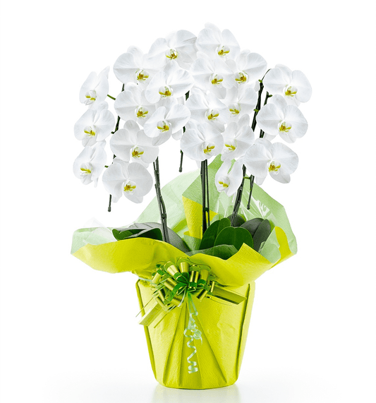 【大輪胡蝶蘭】WEB限定|白3本立ち18輪前後