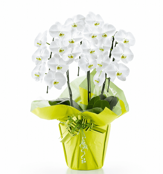 【大輪胡蝶蘭】WEB限定|白3本立ち21輪前後