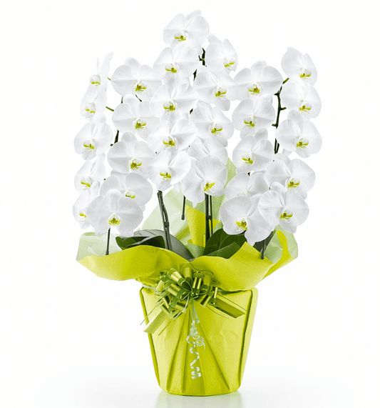 【大輪胡蝶蘭】WEB限定|白3本立ち30輪前後