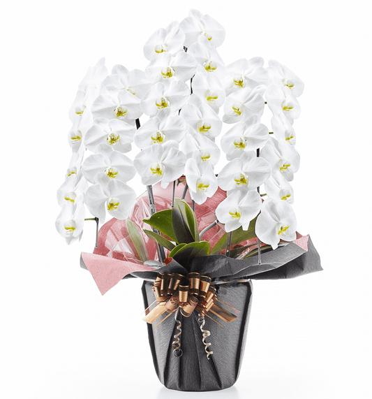 【大輪胡蝶蘭】WEB限定|白3本立ち33輪前後