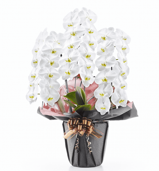 【大輪胡蝶蘭】WEB限定|白3本立ち36輪前後