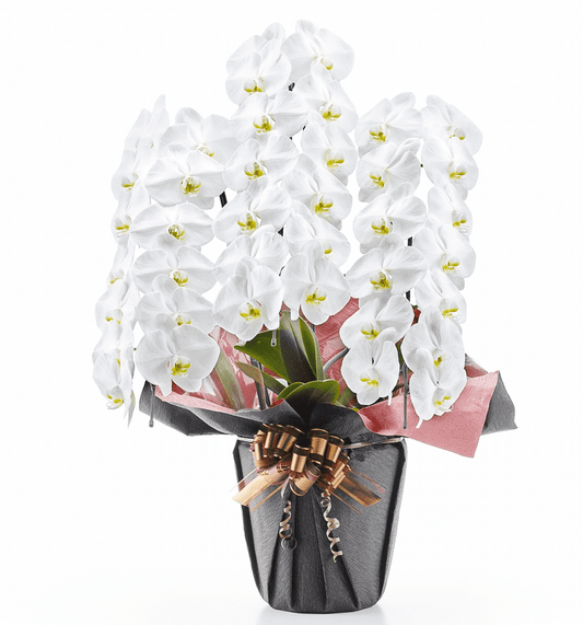 【大輪胡蝶蘭】WEB限定|白3本立ち39輪前後