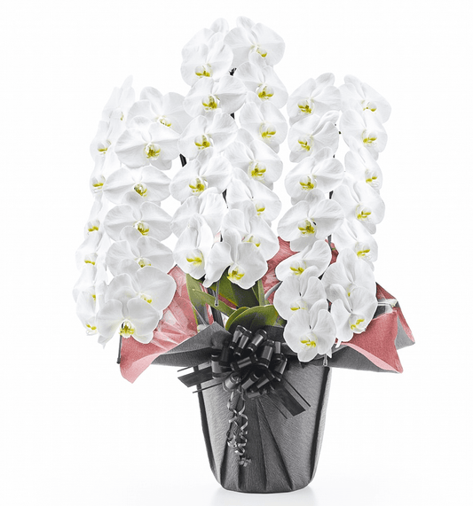 【大輪胡蝶蘭】WEB限定|白3本立ち42輪前後