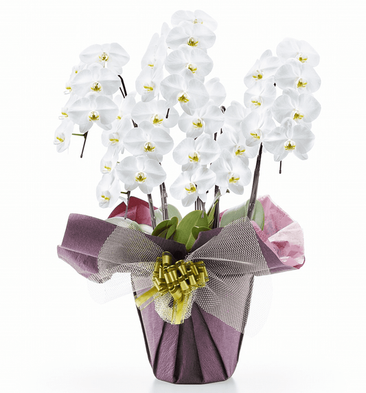 【大輪胡蝶蘭】WEB限定|白5本立ち35輪前後