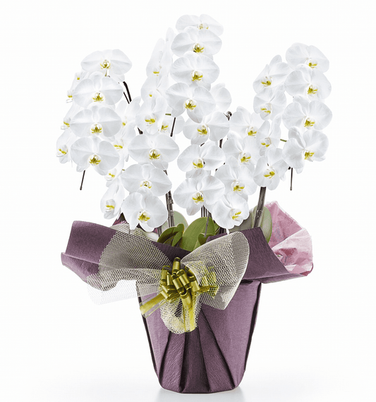 【大輪胡蝶蘭】WEB限定|白5本立ち40輪前後