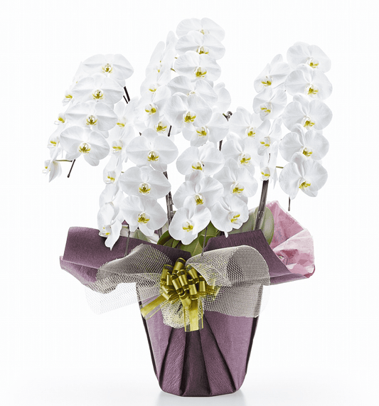 【大輪胡蝶蘭】WEB限定|白5本立ち45輪前後