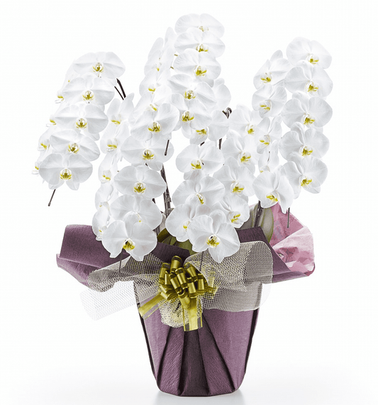 【大輪胡蝶蘭】WEB限定|白5本立ち50輪前後