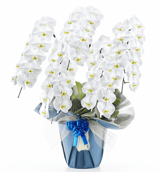 【大輪胡蝶蘭】WEB限定|白5本立ち55輪前後