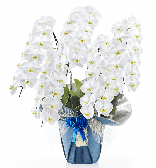 【大輪胡蝶蘭】WEB限定|白5本立ち60輪前後