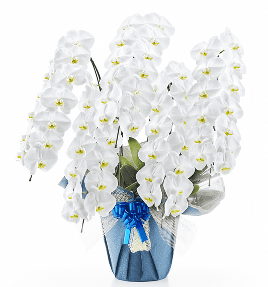 【大輪胡蝶蘭】WEB限定|白5本立ち65輪前後