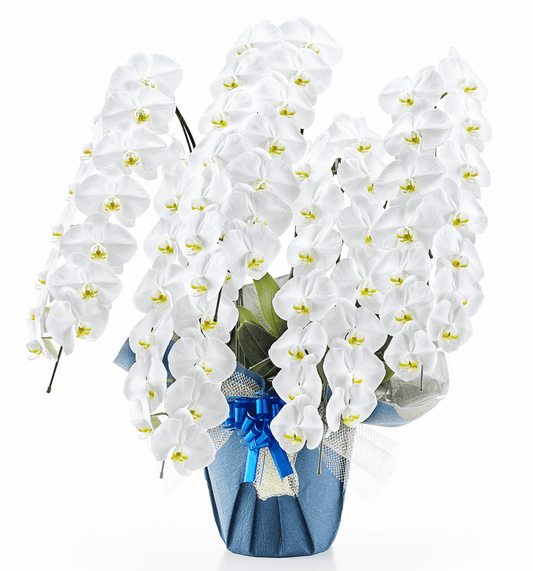 【大輪胡蝶蘭】WEB限定|白5本立ち70輪前後