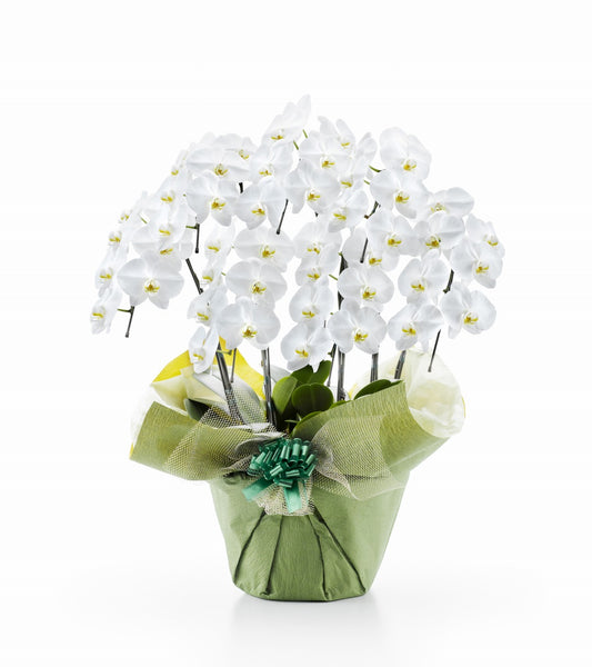 【大輪胡蝶蘭】WEB限定|白7本立ち49輪前後