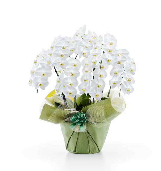 【大輪胡蝶蘭】WEB限定|白7本立ち56輪前後