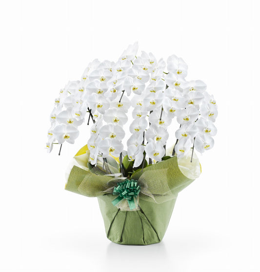 【大輪胡蝶蘭】WEB限定|白7本立ち70輪前後