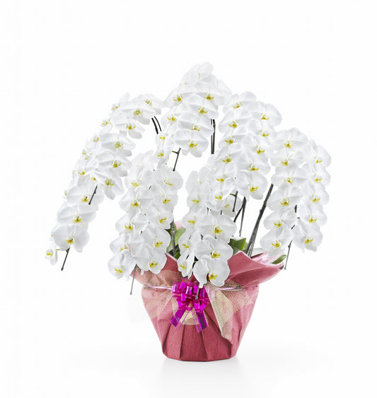 【大輪胡蝶蘭】WEB限定|白7本立ち77輪前後