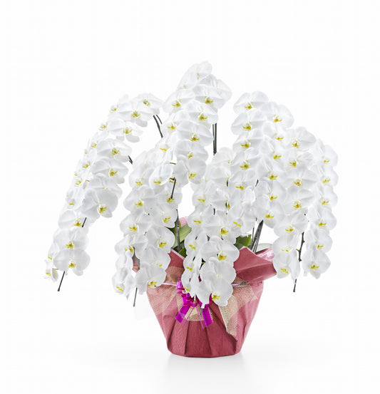 【大輪胡蝶蘭】WEB限定|白7本立ち91輪前後