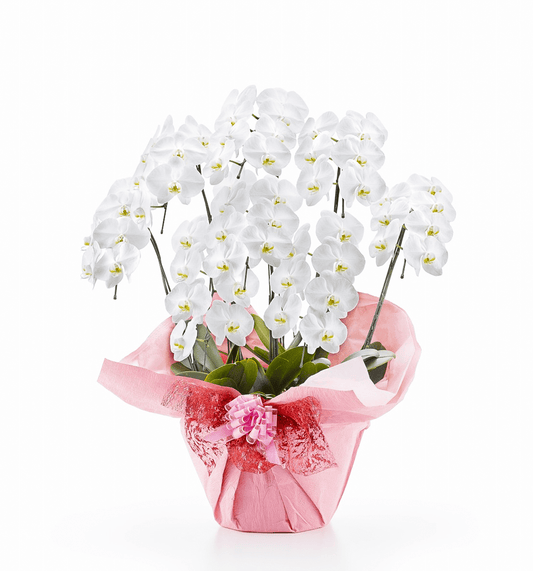 【大輪胡蝶蘭】WEB限定|白8本立ち56輪前後