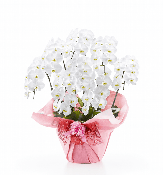 【大輪胡蝶蘭】WEB限定|白8本立ち64輪前後