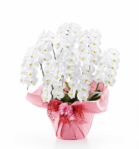 【大輪胡蝶蘭】WEB限定|白8本立ち72輪前後