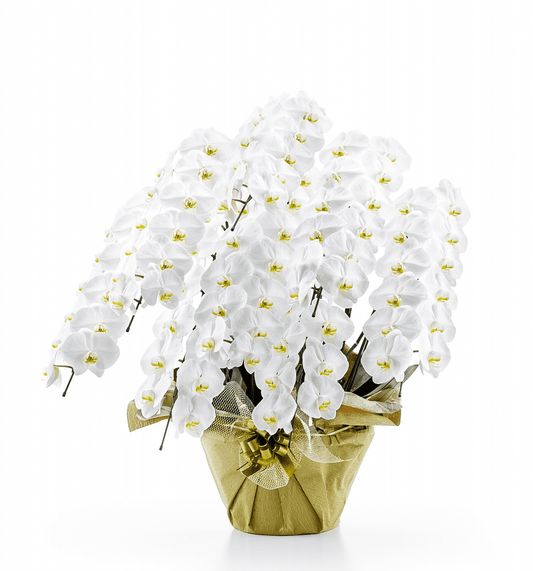 【大輪胡蝶蘭】WEB限定|白8本立ち88輪前後