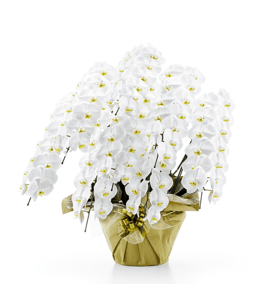 【大輪胡蝶蘭】WEB限定|白8本立ち104輪前後