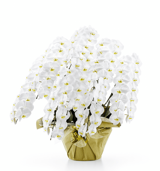 【大輪胡蝶蘭】WEB限定|白8本立ち112輪前後