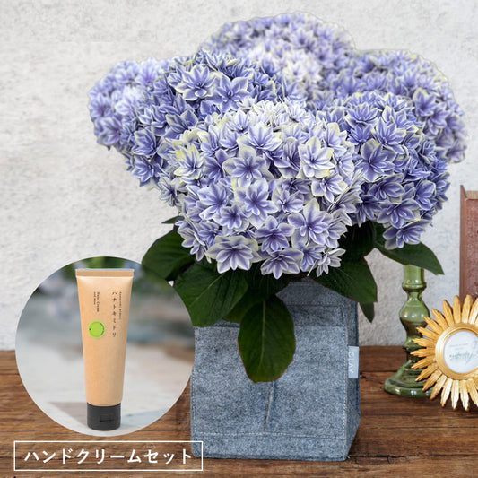 [Mother's Day Gift] Hydrangea "Moonbow Blue" (Size 5) Hand Cream Set
