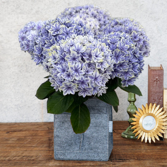 [Sorry for the late Mother's Day] Potted Hydrangea "Maihime Blue" (Size 5)