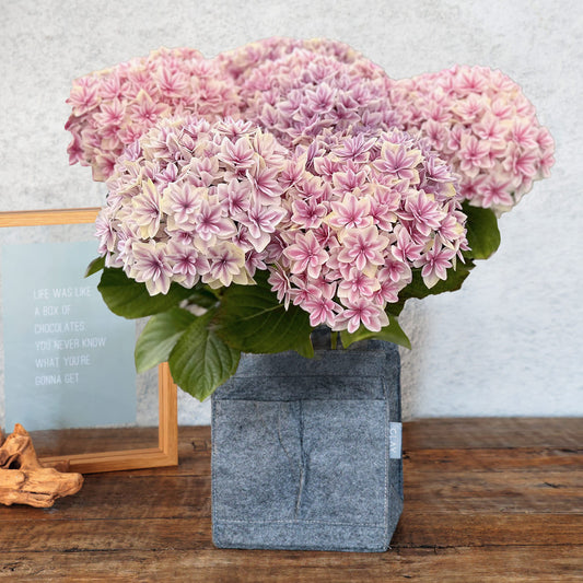 [Sorry for the late Mother's Day] Potted Hydrangea "Maihime Pink" (Size 5)