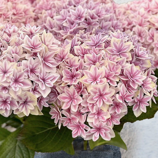 [Mother's Day Gift] Hydrangea "Moonbow/Peach" (No. 5) Hand Cream Set