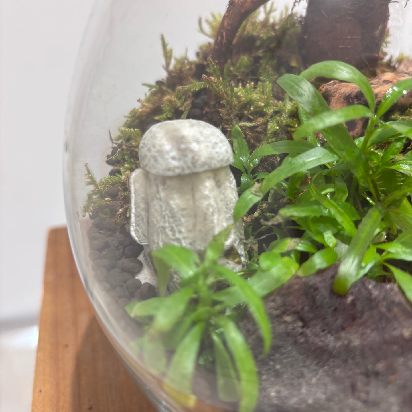 【苔テラリウム】ガジュマルを添えて｜観葉植物