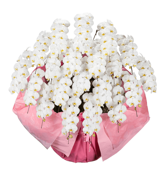 【大輪胡蝶蘭】WEB限定|白20本立ち《事前にお問合せください》