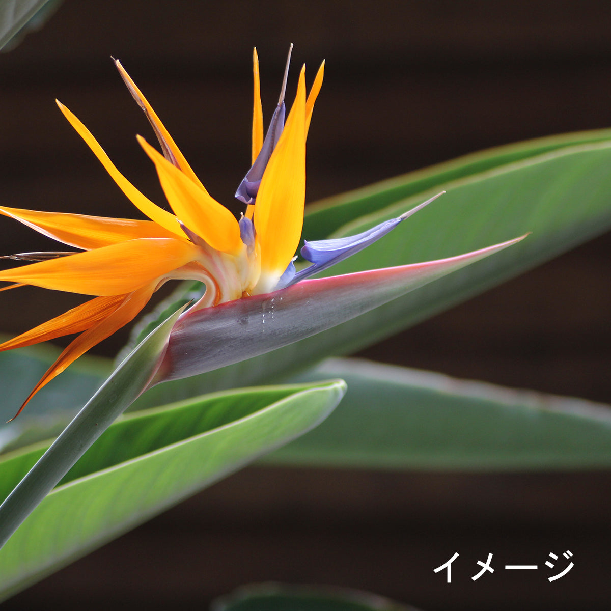 【極楽鳥花】ストレリチア・レギネ｜陶器鉢｜観葉植物