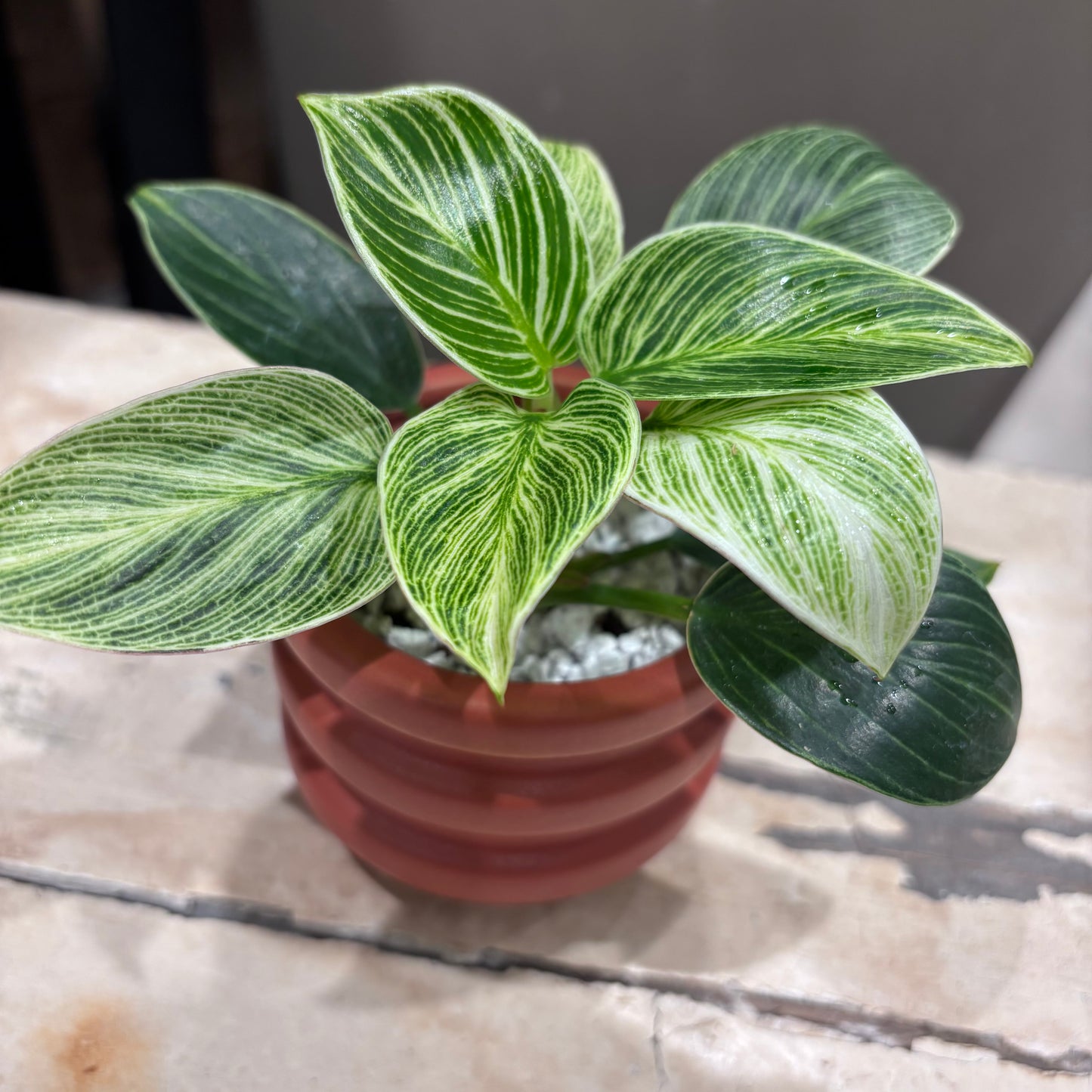 【フィロデンドロン・バーキン・ミニ】陶器鉢付｜小型｜観葉植物